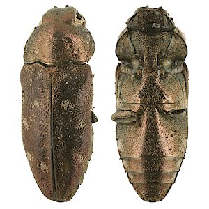 Diphucrania adusta, PL3880D, female, dead non-emerged adult, from Eutaxia diffusa (PJL 3159) stem base, MU, 7.2 × 2.8 mm